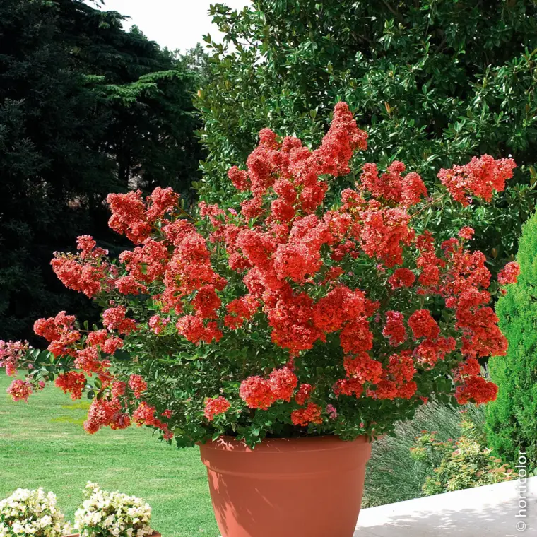 lilas des indes sur tige