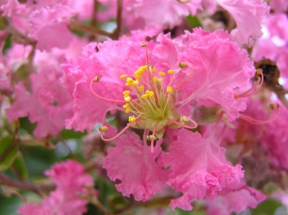 lilas d'inde
