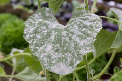 mildiou tomates reconnaitre symptômes