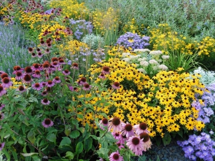 plantes vivaces