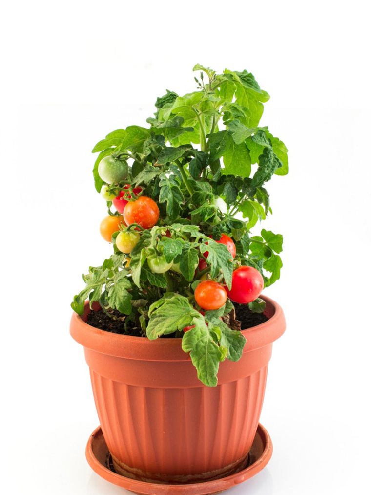 plants de tomates
