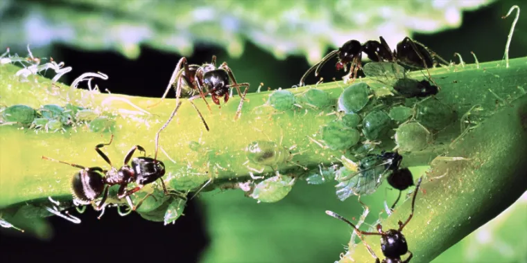 pour contre présence fourmis jardin