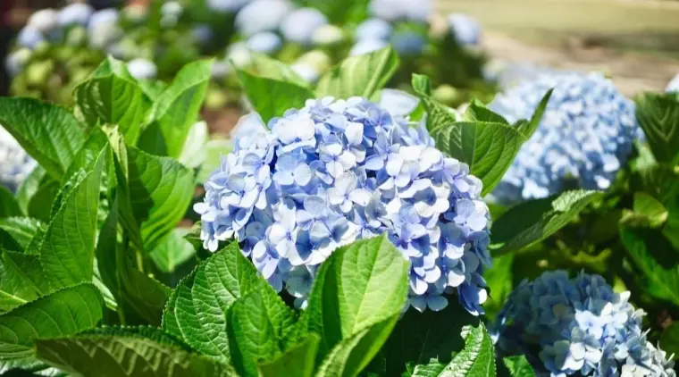 quand couper hortensias automne