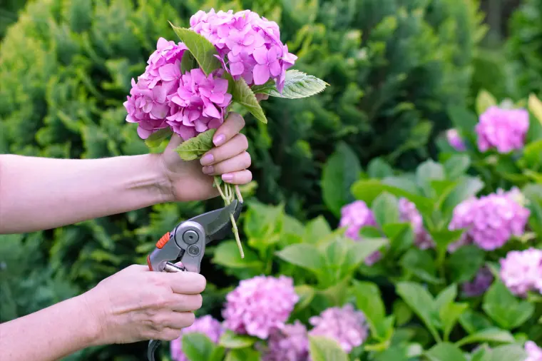 quand couper hortensias fanées