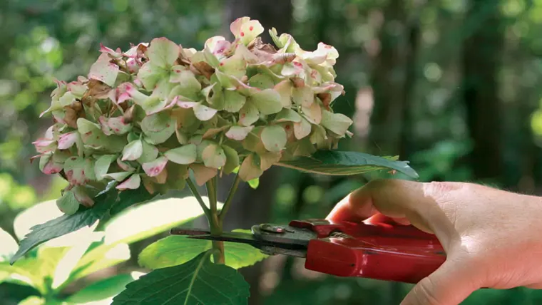 quand couper les hortensias pour les faire secher