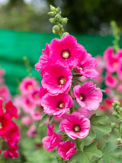 quand semer des roses trémières