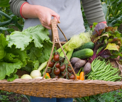 que planter en août au potager jardin