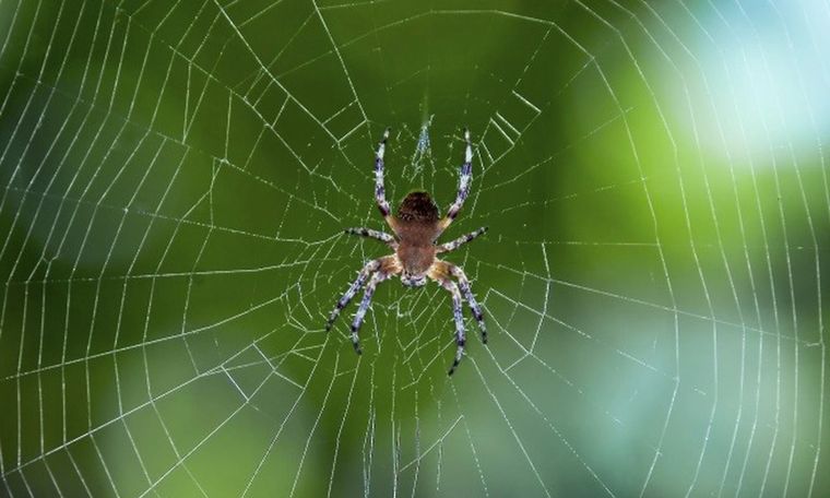 répulsif naturel araignée fait maison