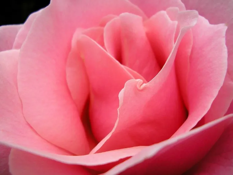 rose fleur comestible loukoums