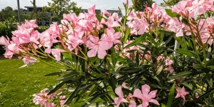 soin jardin plante toxique
