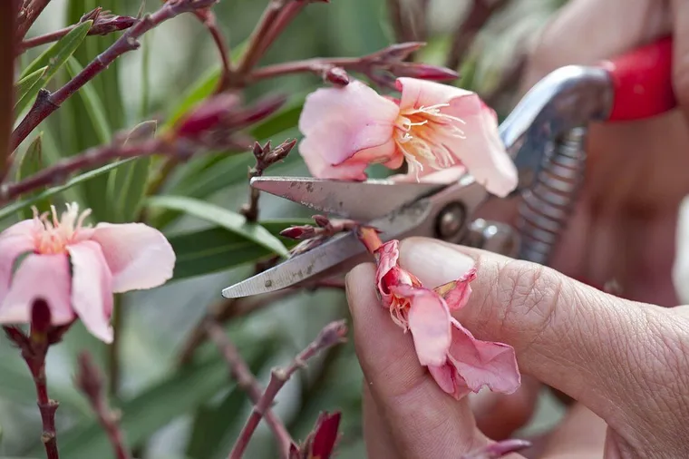 tailler les fleurs de laurier rose