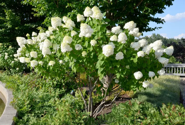 tailler ses fleurs jardin