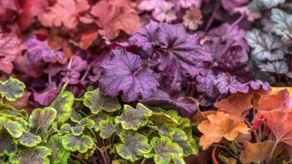 varietes plantes oriente nord