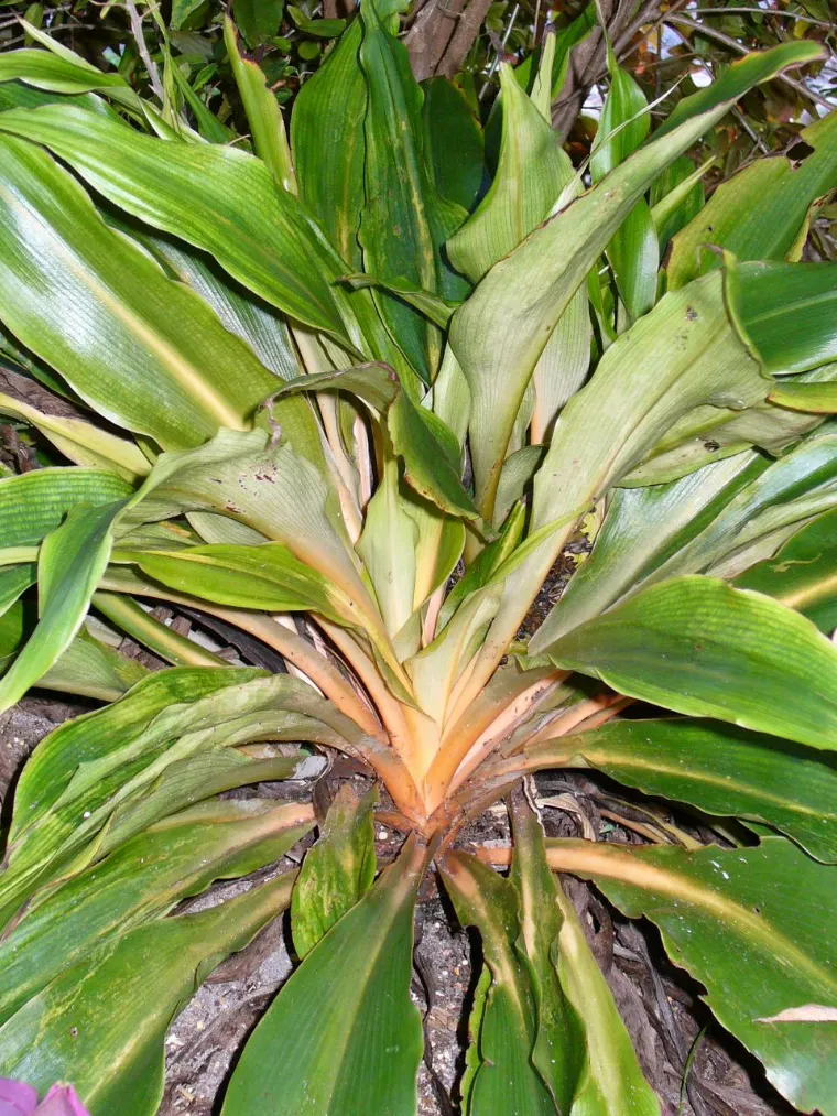 chlorophytum feuilles racines comestibles