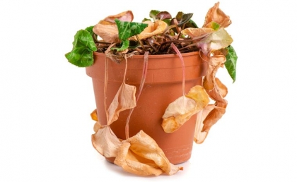 Comment sauver plante desséchée