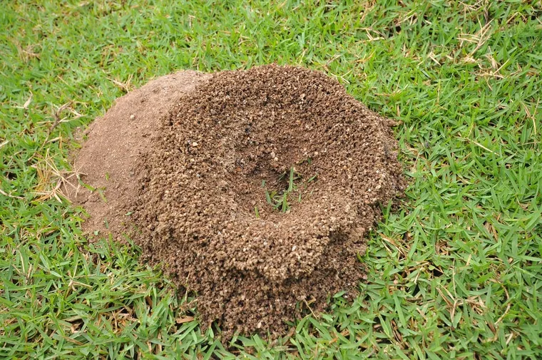 Comment se débarrasser des fourmilières
