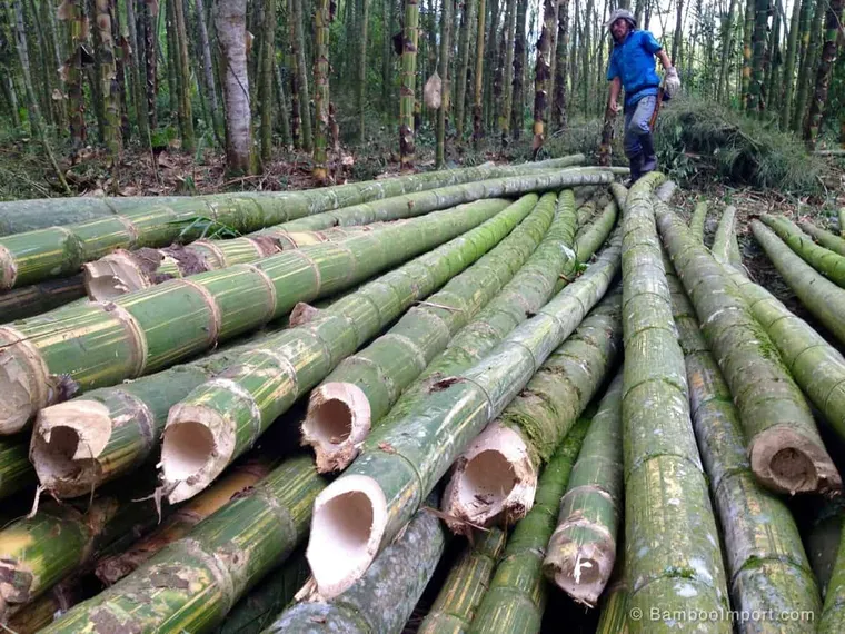 Qu'est-ce que le bambou