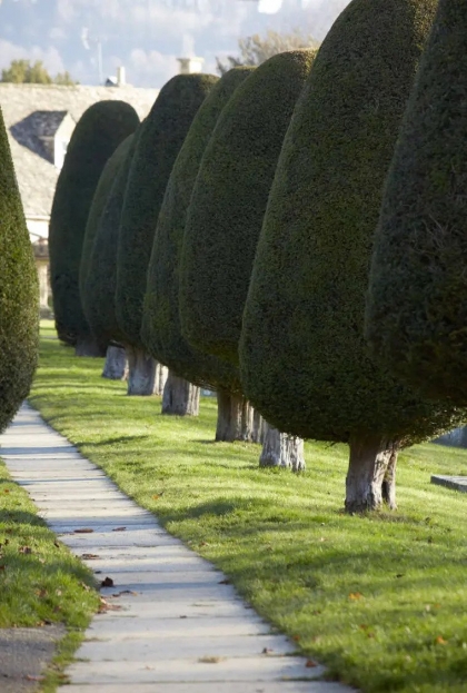 arbre persistant brise vue arbuste