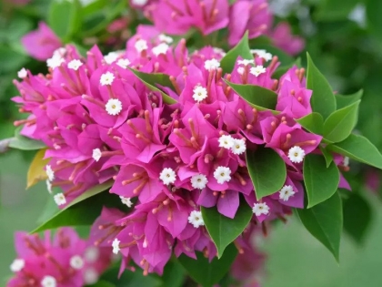 bougainvillier ne fait pas de fleurs