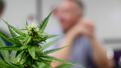 carence chez les plantes symptômes