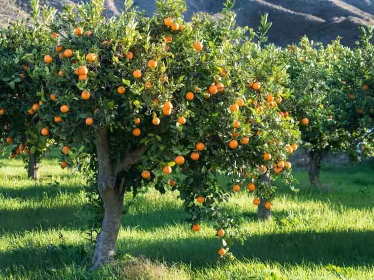 comment bien faire pousser un oranger 