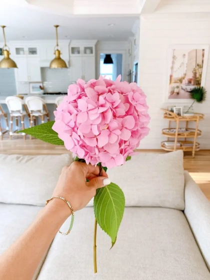 comment bouturer un hortensia annabelle