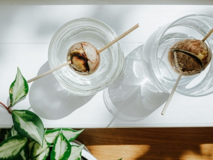 comment cultiver un avocat en pot