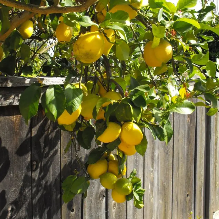comment et quand tailler un citronnier 4 saisons 