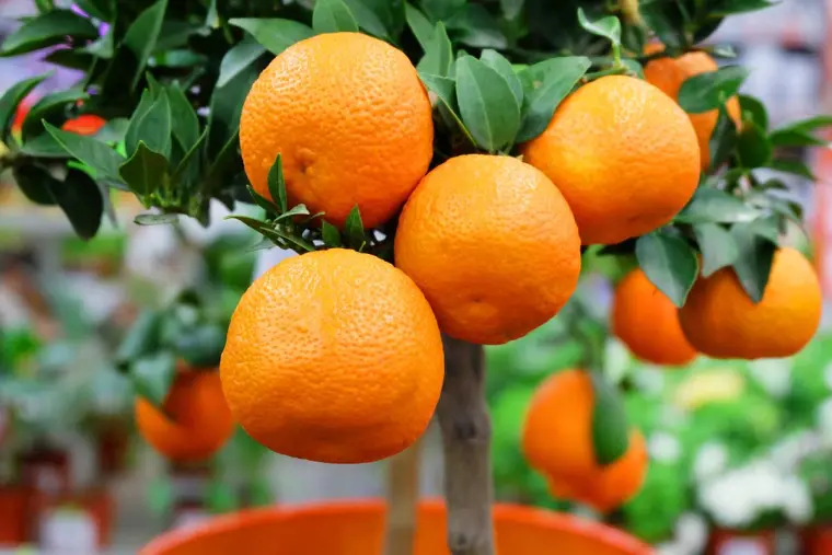 comment faire pousser un oranger à partir d'une graine 