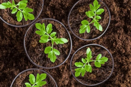 comment planter des tomates en pleine terre