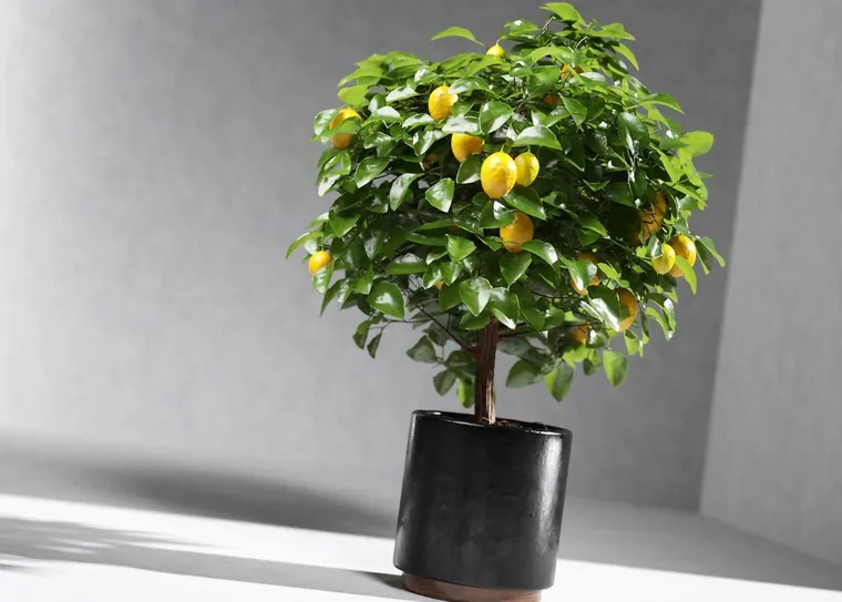 comment prendre soin de citronnier en pot brûlé