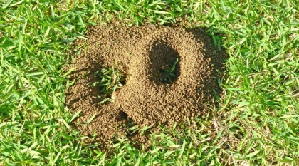 débarrasser des fourmilières