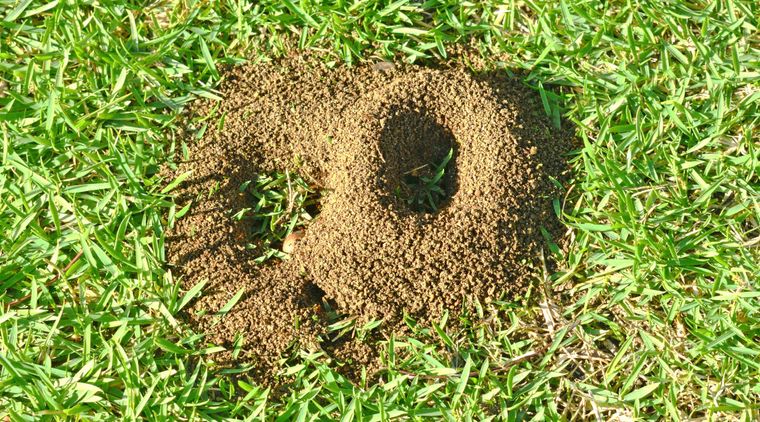 Fourmilières Dans Le Jardin
