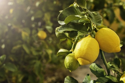 feuilles de citronnier flétri au soleil