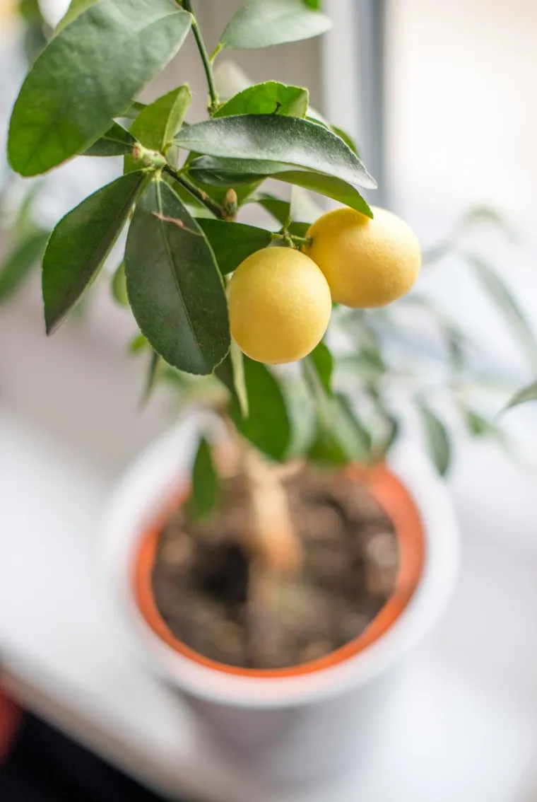 feuilles de citronnier flétri en pot