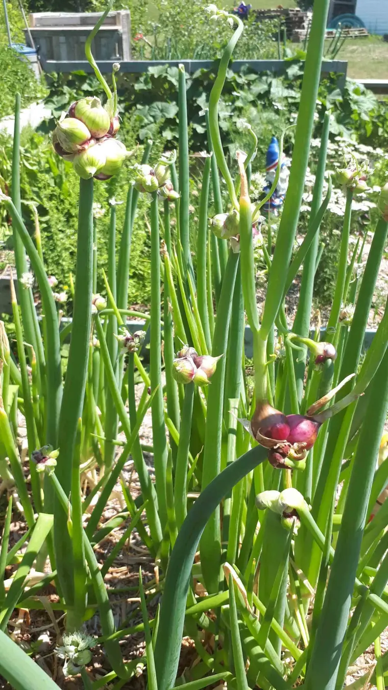 graines légumes perpétuels plantation