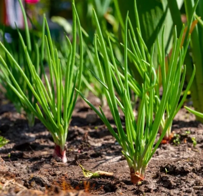 légumes perpétuels jardin planter