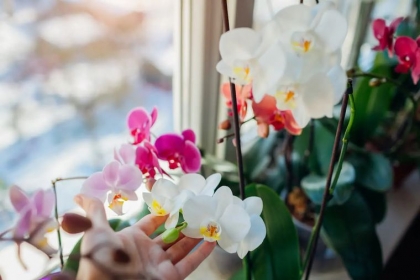 meilleur emplacement pour orchidée soleil