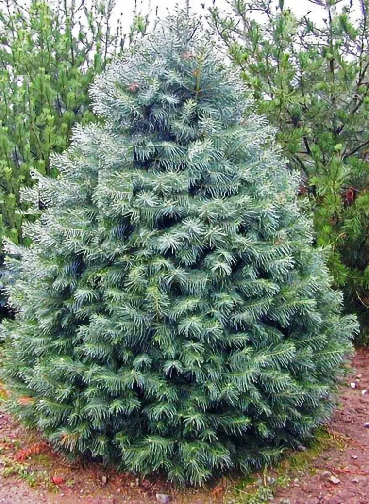 Quel Arbre Persistant Brise Vue Choisir Pour Son Jardin