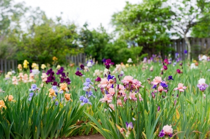 plante vivace à planter en septembre iris barbus culture entretien