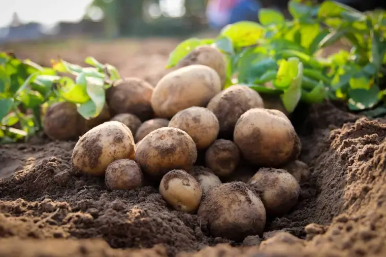 planter des pommes de terre a cote des tomates 