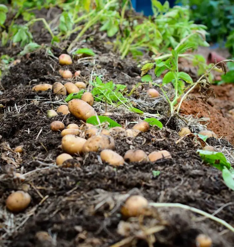 planter des pommes de terre en août 