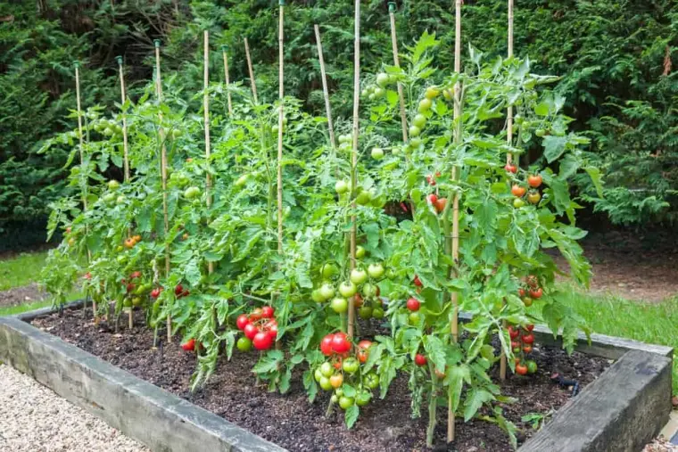planter des tomates a partir de graines 