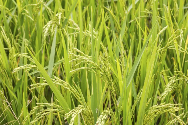 planter du riz comment