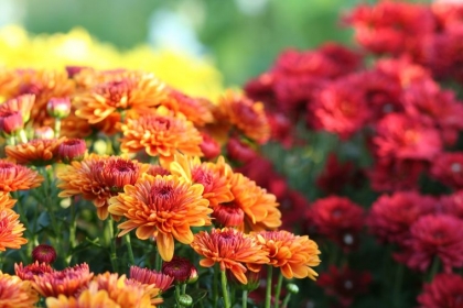 planter en septembre