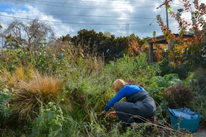 plantes et arbuses à tailler en automne