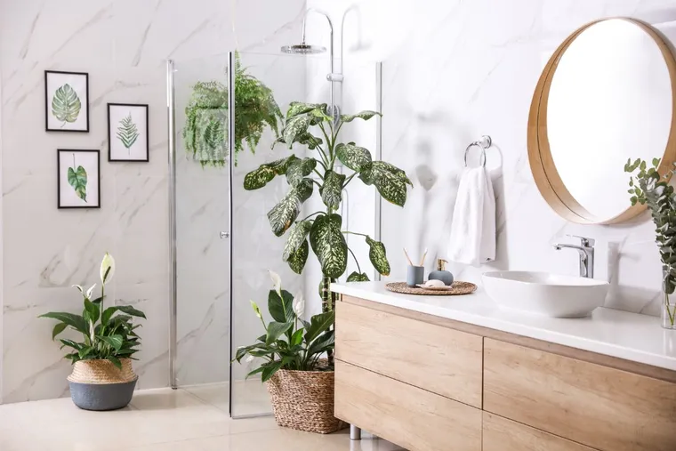 plantes pour salle de bain sans fenêtre