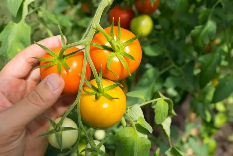quand et comment planter des tomates 