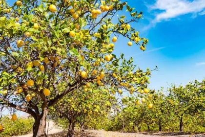 quand tailler un citronnier