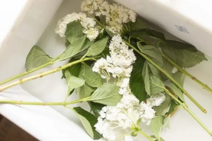 raviver les hortensias au printemps